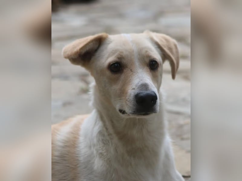 ⭐️CAPPI⭐️, Rüde, 7,5 Jahre, 47 cm, Mischling, Tierschutz