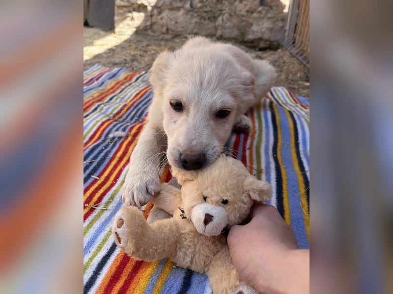 ⭐️MOCHA⭐️, Rüde, 4 Monate, 35 cm, Mischling, Tierschutz