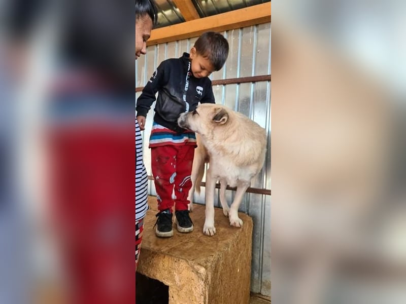 DARIAN sucht sein zuhause