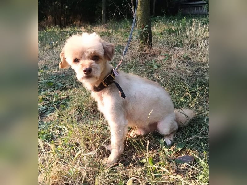 Eddy Tierschutzhund sucht ein Zuhause