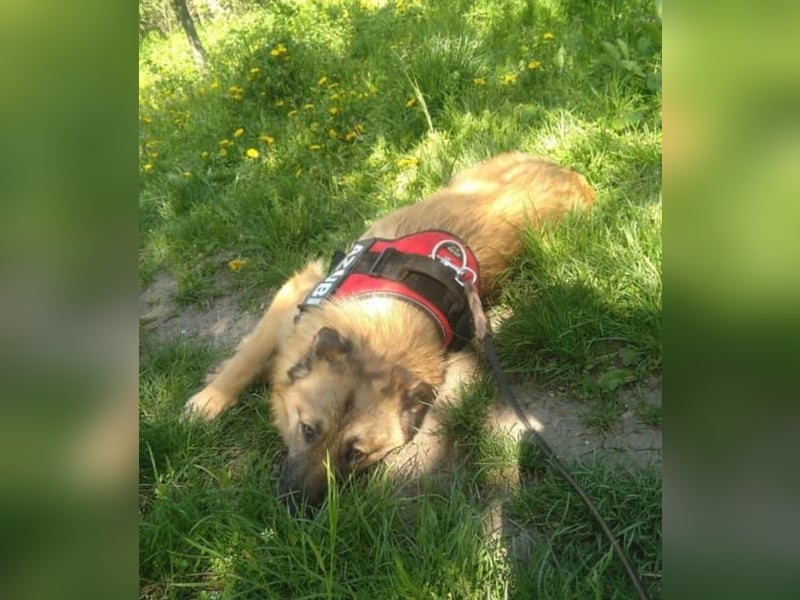 Maxi Tierschutzhund sucht ein Zuhause