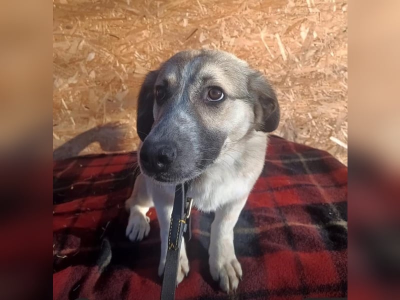 Murphy Tierschutzhund sucht ein Zuhause