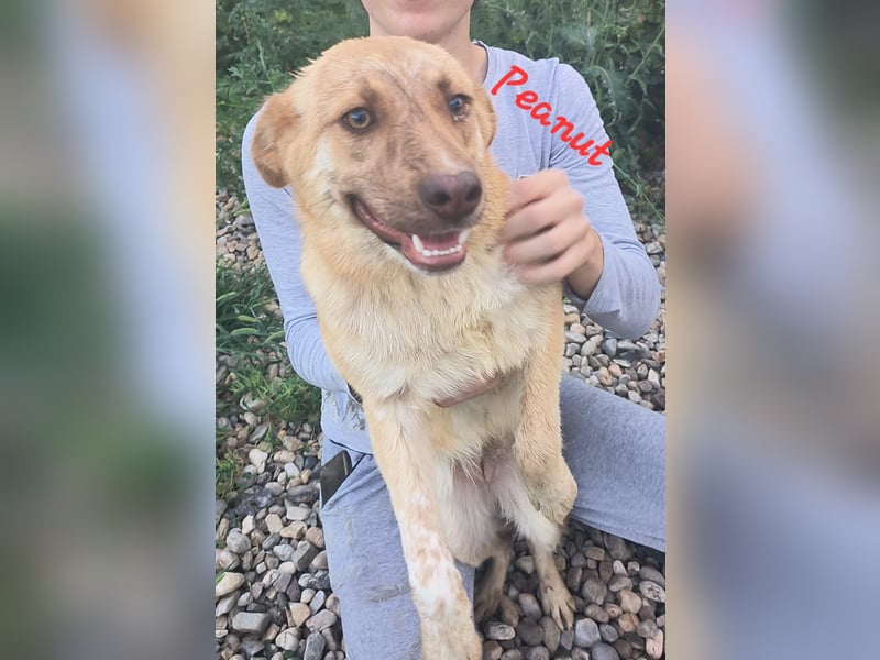 PEANUT - sucht sein " Für-immer- Zuhause"