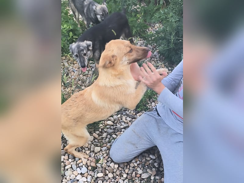 PEANUT - sucht sein " Für-immer- Zuhause"