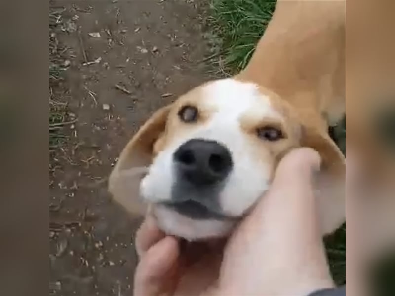 Mo- Mischlingshund