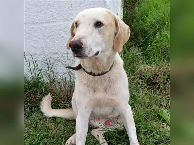 Odin- gr. Schäferhund-Mischling-sucht ein Zuhause