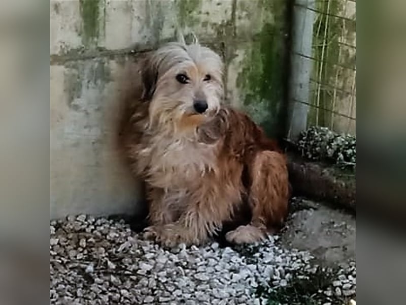 Lucky- Terrier-Mischling vorgemerkt