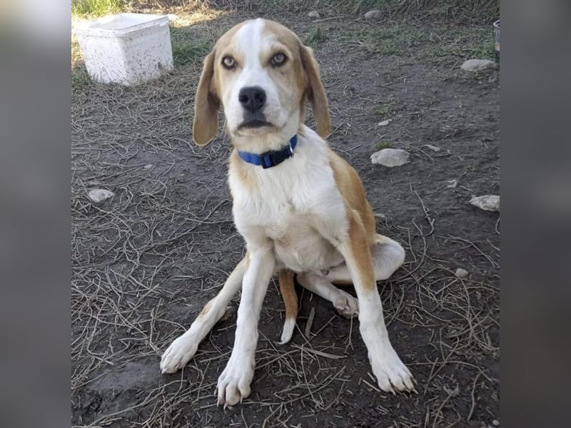 Mo- Mischlingshund