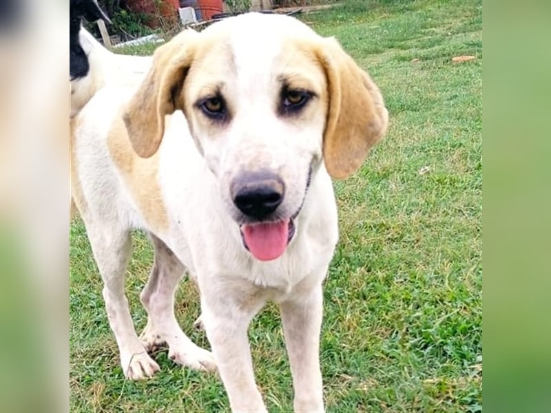 Fred - griech. Schäferhund-Mischling