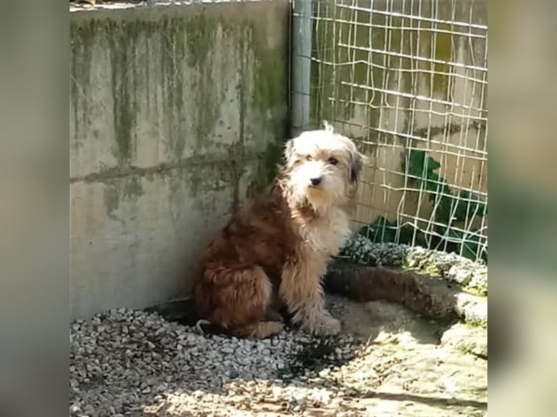 Lucky- Terrier-Mischling vorgemerkt