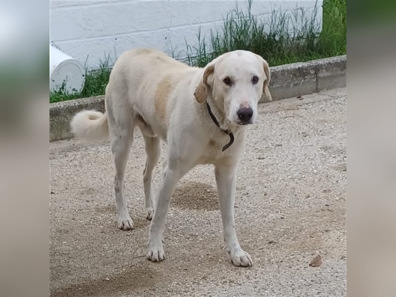 Odin- gr. Schäferhund-Mischling-sucht ein Zuhause