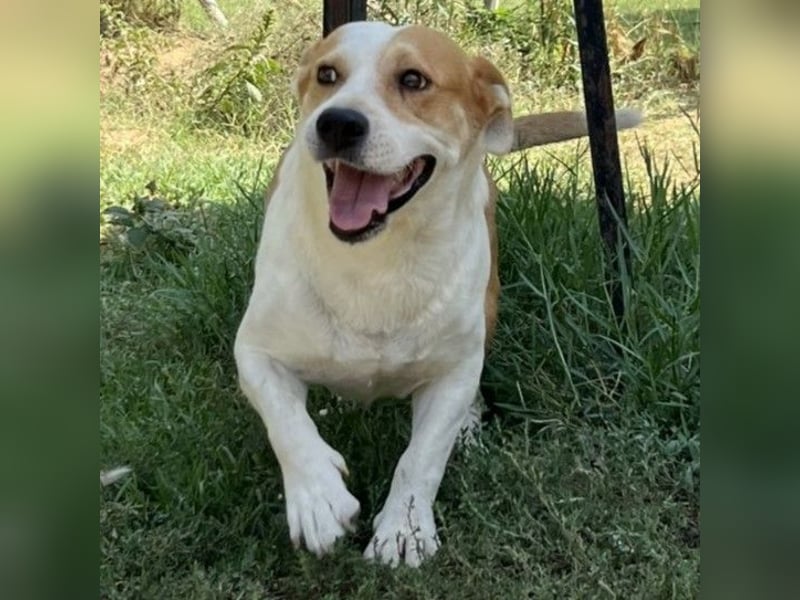 Christoph- Mischlingshund
