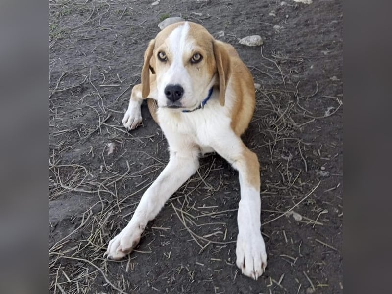 Mo- Mischlingshund