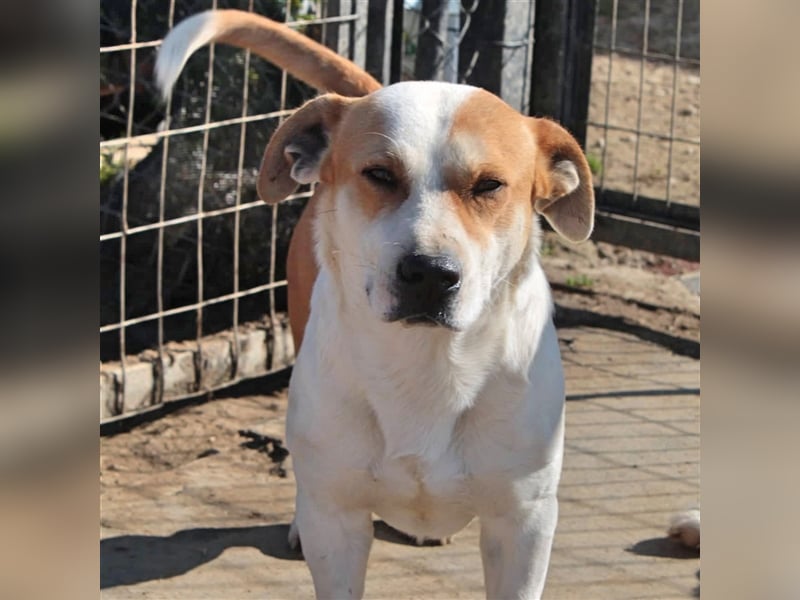 Christoph- Mischlingshund