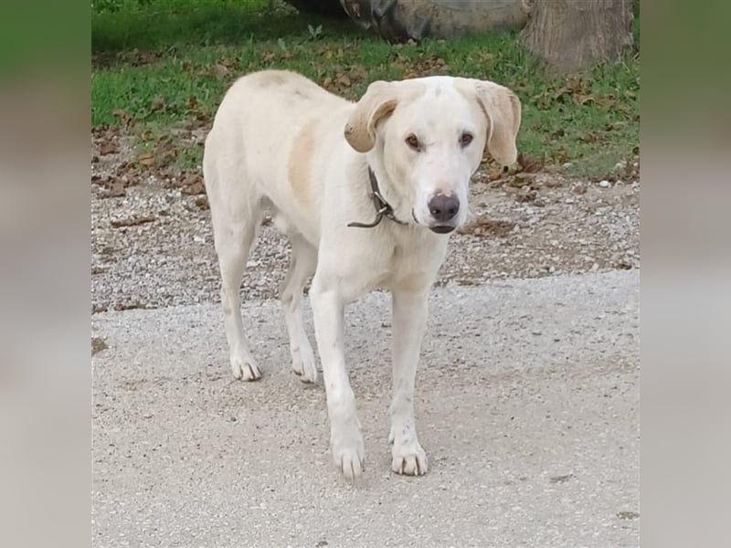 Odin- gr. Schäferhund-Mischling-sucht ein Zuhause
