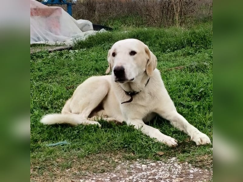 Odin- gr. Schäferhund-Mischling-sucht ein Zuhause