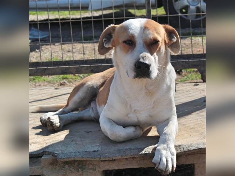 Christoph- Mischlingshund