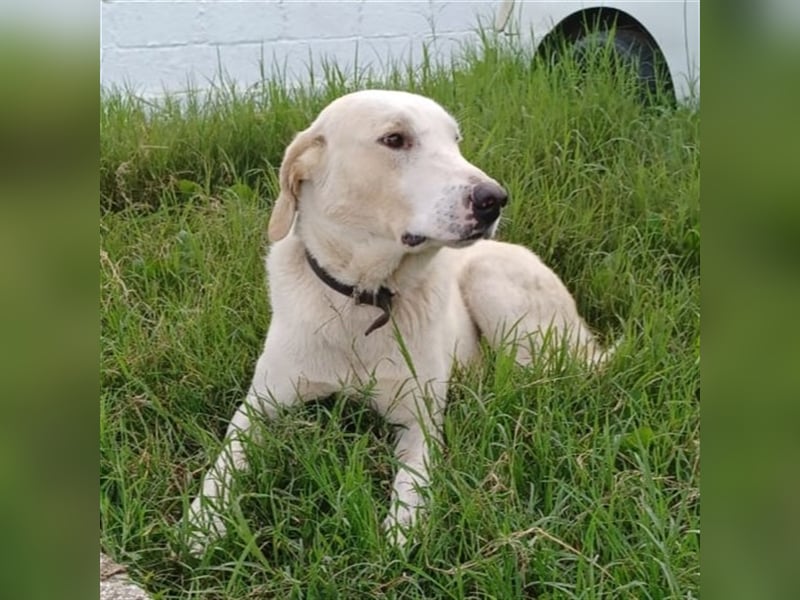 Odin- gr. Schäferhund-Mischling-sucht ein Zuhause