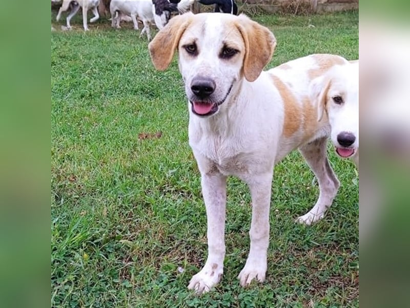Fred - griech. Schäferhund-Mischling