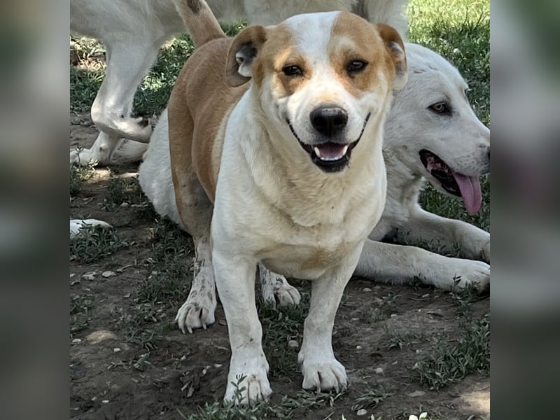 Christoph- Mischlingshund