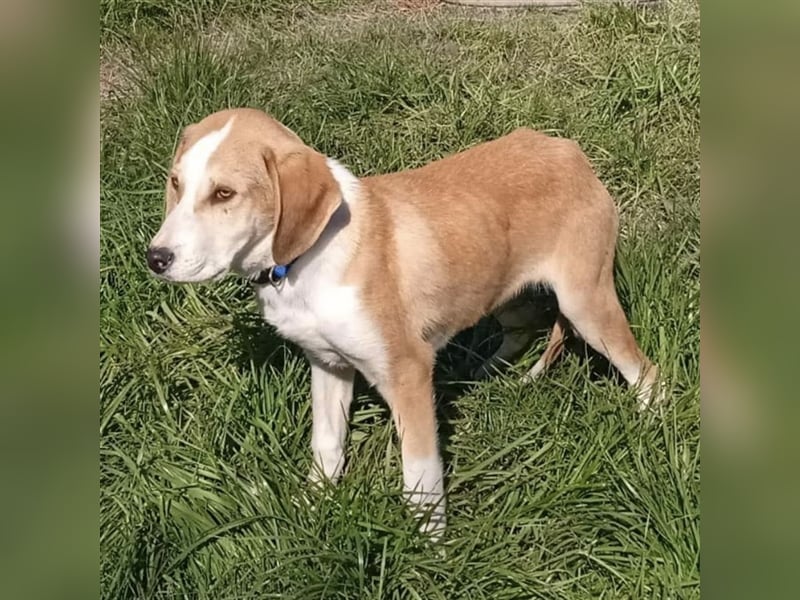 Mo- Mischlingshund