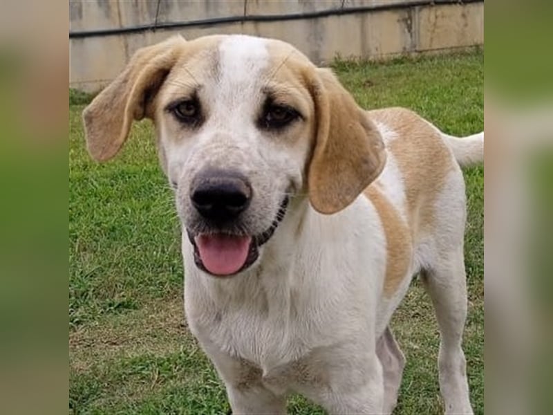 Fred - griech. Schäferhund-Mischling