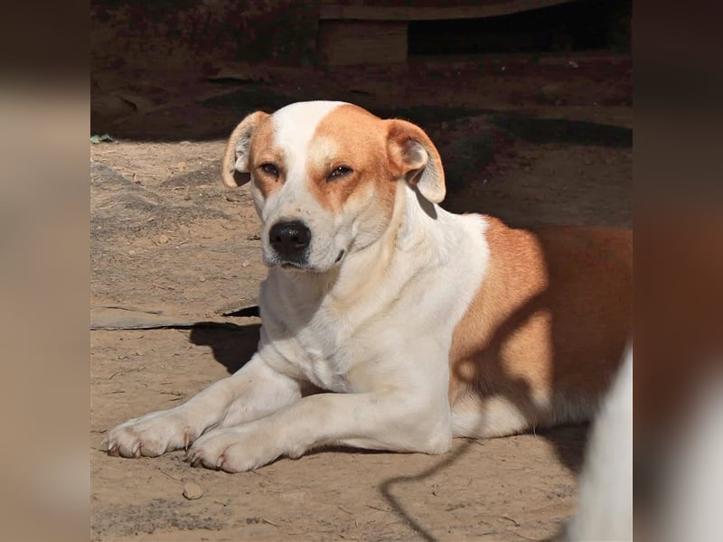 Christoph- Mischlingshund
