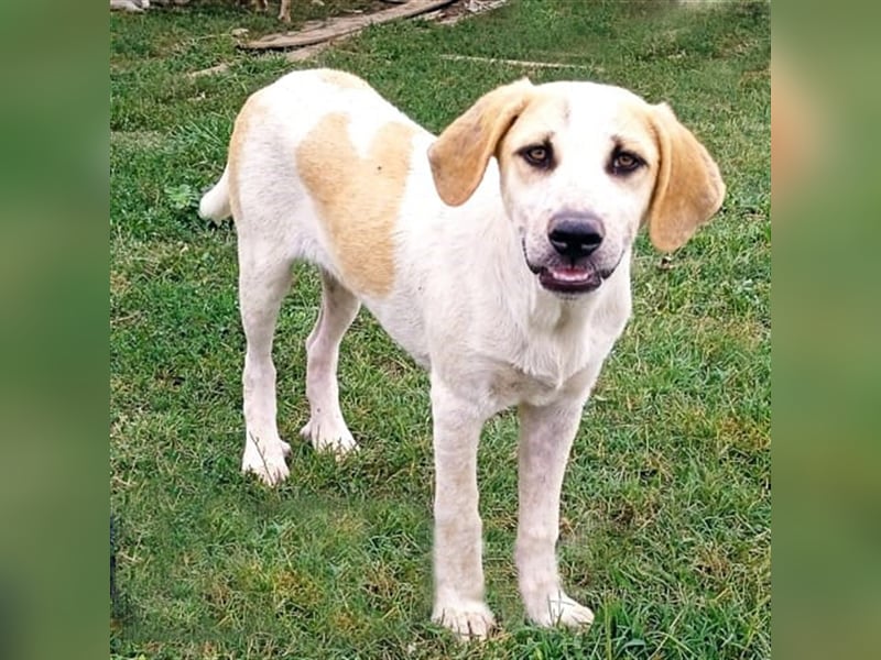 Fred - griech. Schäferhund-Mischling