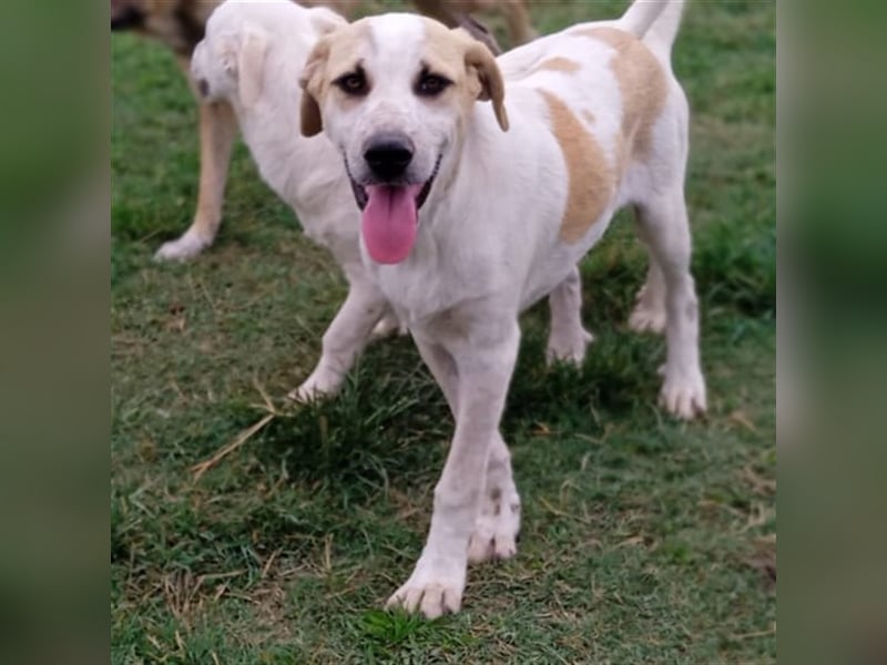 Fred - griech. Schäferhund-Mischling