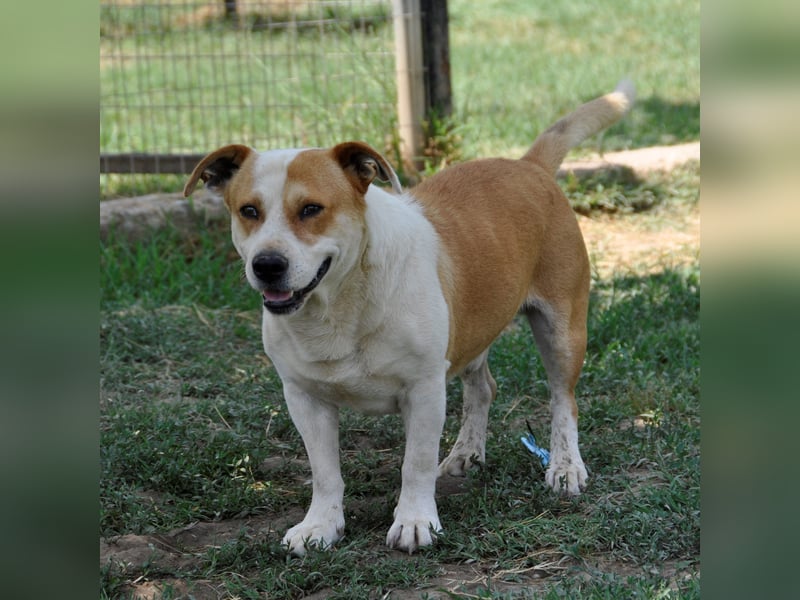 Christoph- Mischlingshund