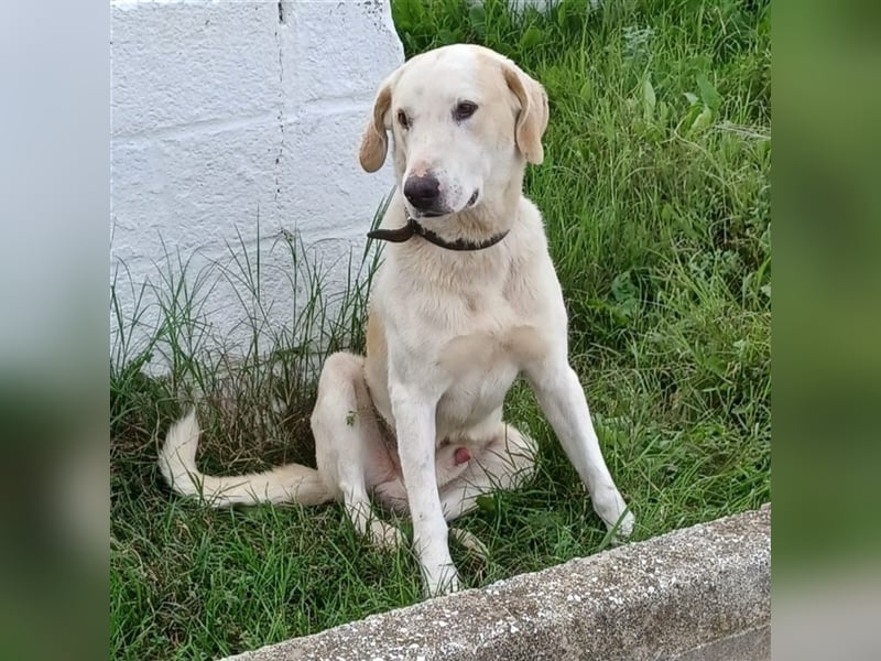 Odin- gr. Schäferhund-Mischling-sucht ein Zuhause