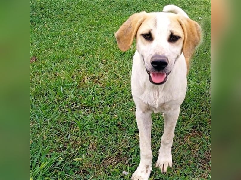 Fred - griech. Schäferhund-Mischling