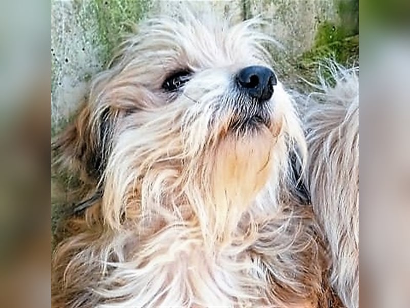 Lucky- Terrier-Mischling vorgemerkt