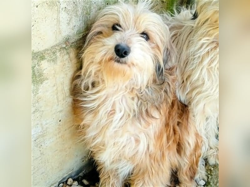Lucky- Terrier-Mischling vorgemerkt
