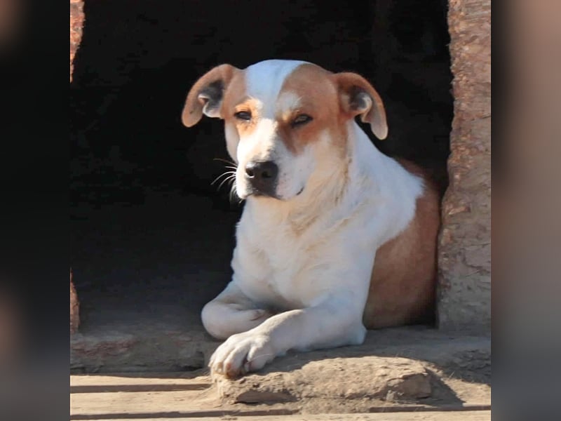 Christoph- Mischlingshund