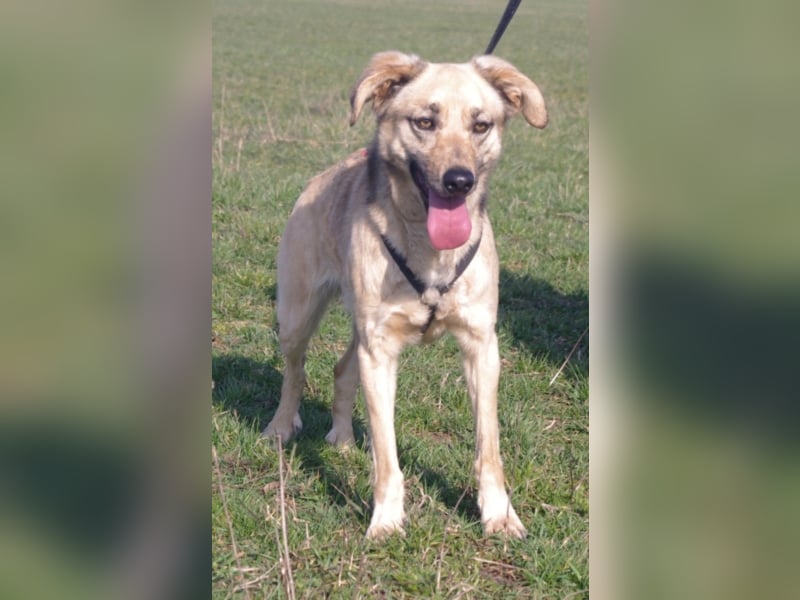 Schüchterner junger Hundemann sucht einfühlsame Menschen 