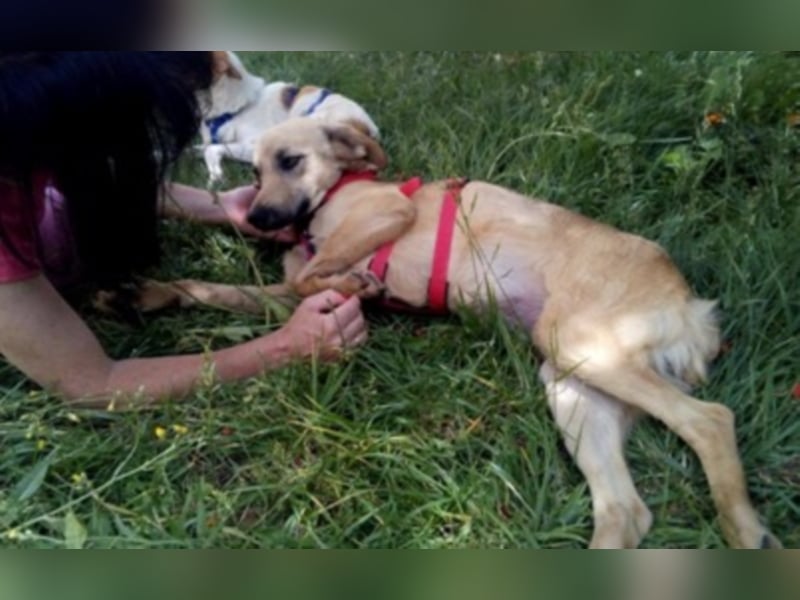 Schüchterner junger Hundemann sucht einfühlsame Menschen 