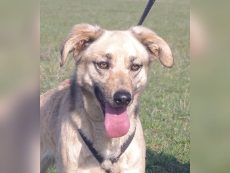 Schüchterner junger Hundemann sucht einfühlsame Menschen 