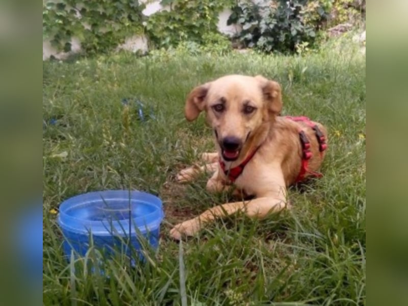 Schüchterner junger Hundemann sucht einfühlsame Menschen 