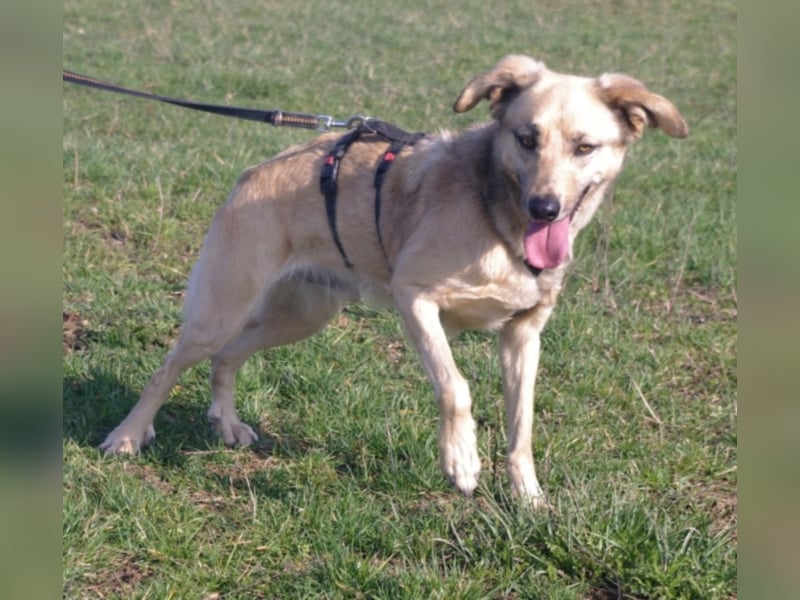 Schüchterner junger Hundemann sucht einfühlsame Menschen 