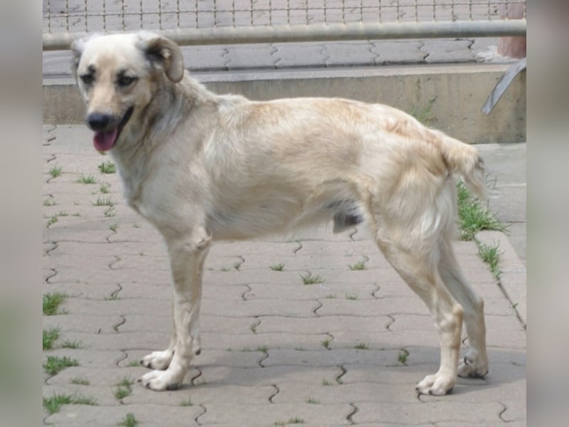 Schüchterner junger Hundemann sucht einfühlsame Menschen 