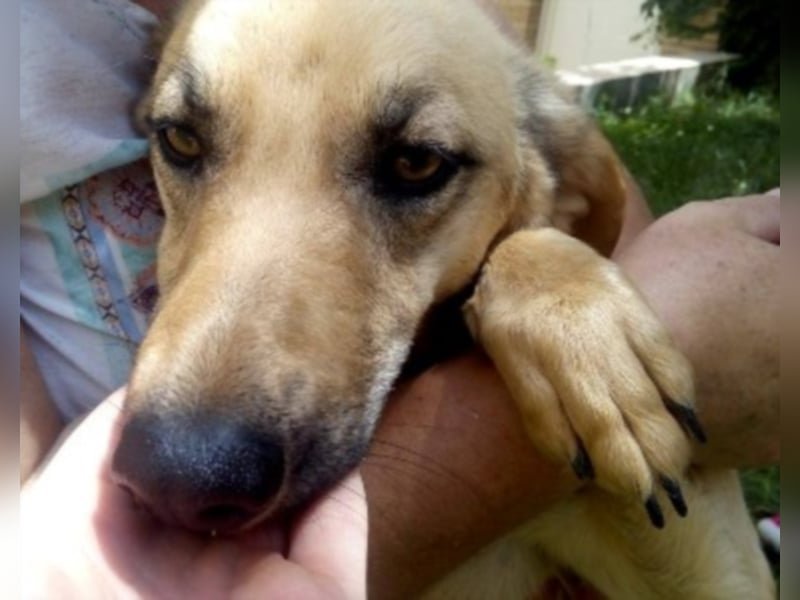 Schüchterner junger Hundemann sucht einfühlsame Menschen 