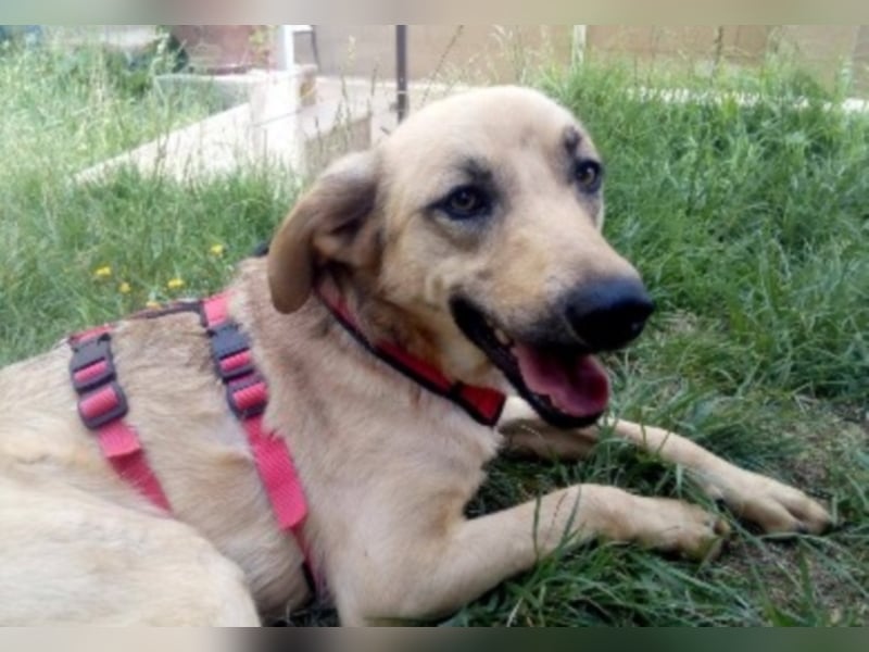 Schüchterner junger Hundemann sucht einfühlsame Menschen 