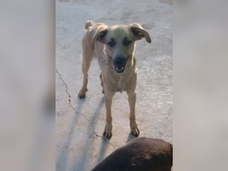 Schüchterner junger Hundemann sucht einfühlsame Menschen 