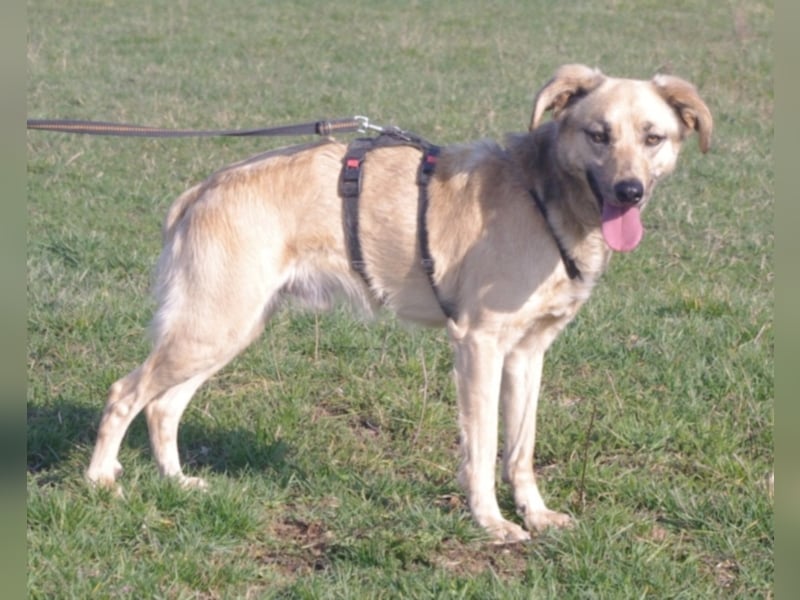 Schüchterner junger Hundemann sucht einfühlsame Menschen 