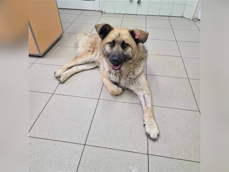 AXEL ❤ sucht Zuhause oder Pflegestelle