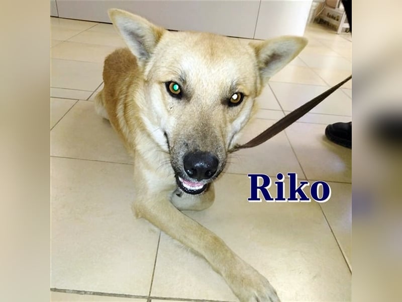 RIKO ❤ sucht Zuhause oder Pflegestelle