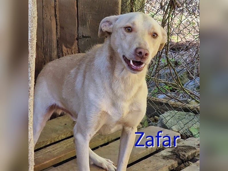 ZAFAR ❤ EILIG! sucht Zuhause oder Pflegestelle