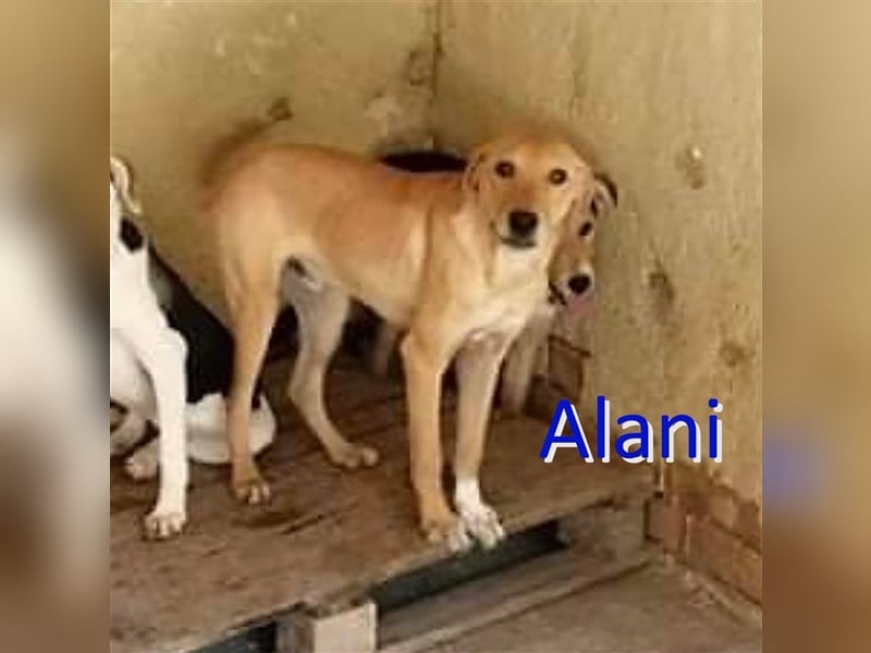 ALANI sucht liebevolles Zuhause