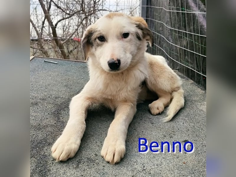 BENNO sucht eilig ein Zuhause